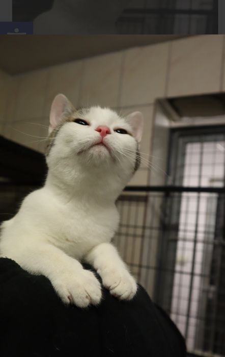 Maleńki kocurek czeka na dom