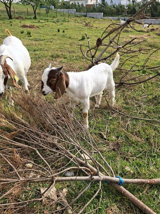 Cabrito Boer puro