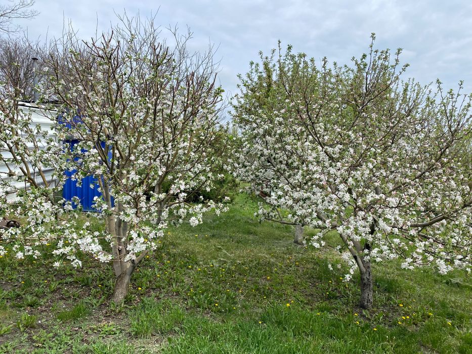 Продаж приватного житла в селі