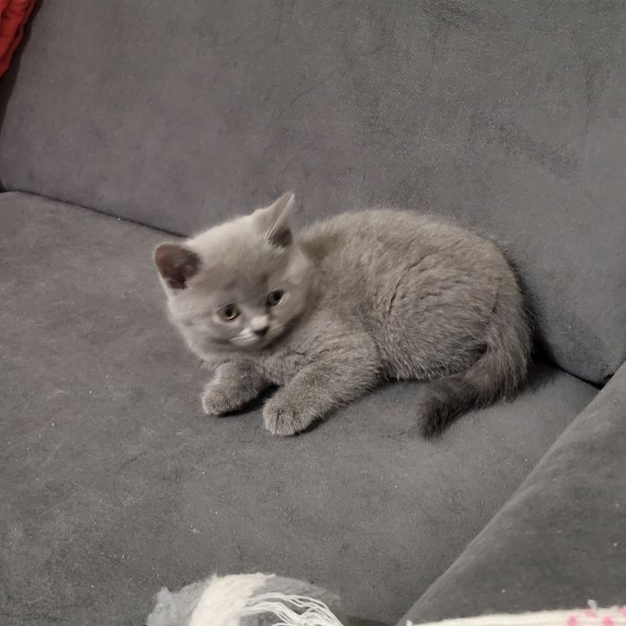 продаж шотландських кошенят, шотландські кошенята