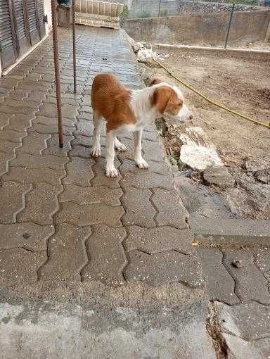 Olá boa noite veio por este meio a informar que este cachorro tá a dar