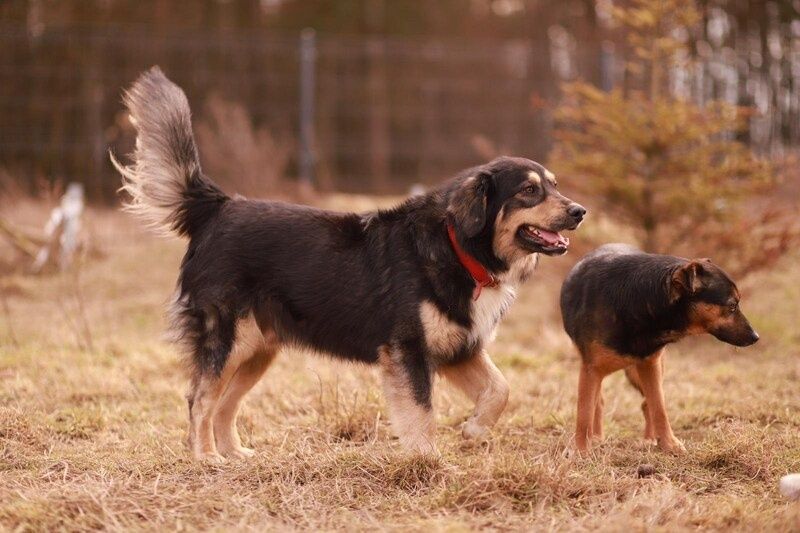 duży kumpel ludzi i psów - poznaj Benka, on czeka na Ciebie