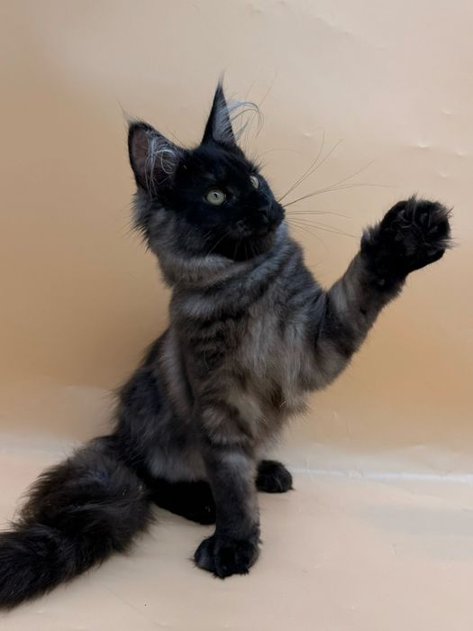 Мейн кун  котенок девочка