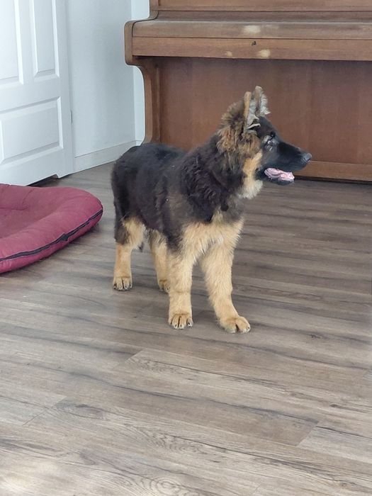 Owczarek niemiecki długowłosy