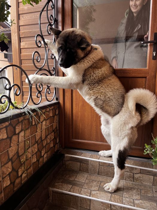 Акіта Американська для вʼязки, парки! Хлопчик