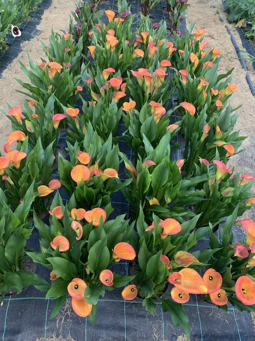 Кала зентадеская