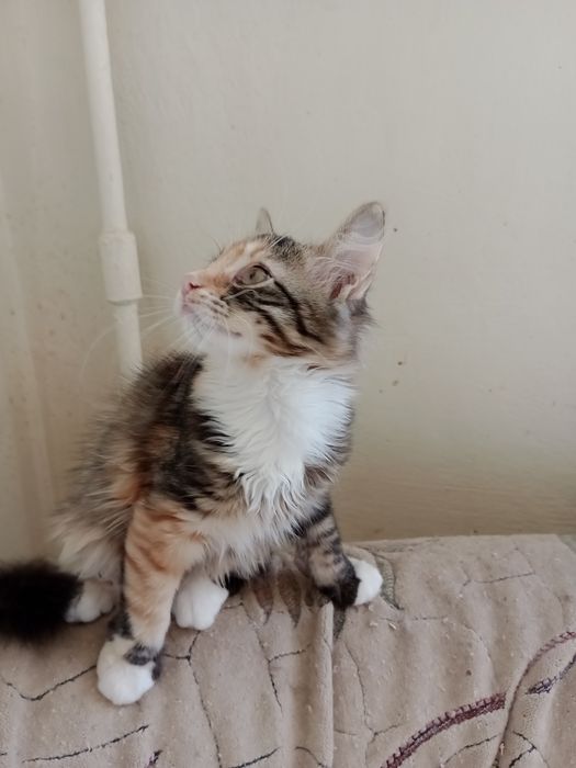 Кошенята домашні.