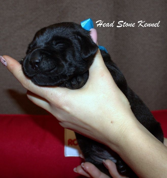 Щенки Лабрадора ретривера