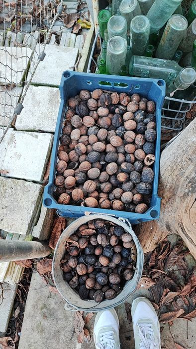 Грецький горіх урожай 2025