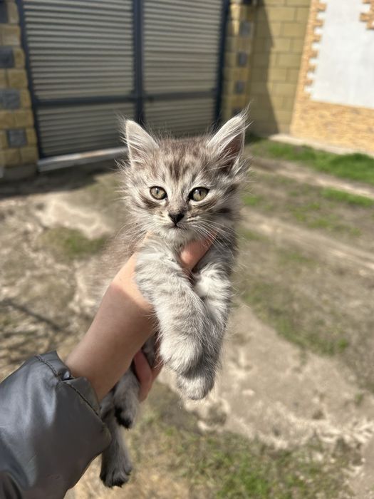 Кошенята в добрі руки