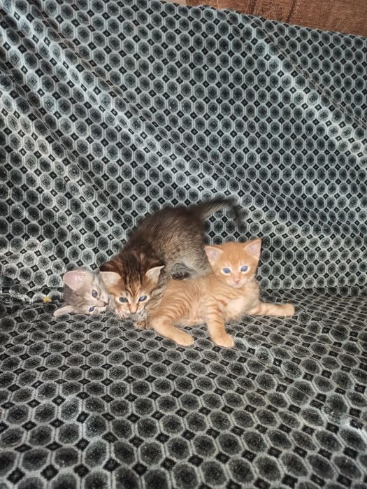 Віддам кошенят в добрі руки