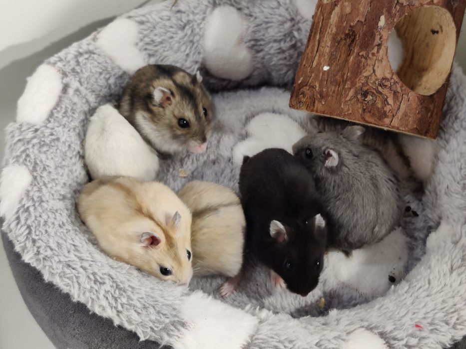 Chomiki dżungarskie młode sklep zoo ul Julianowska 7 b Łódź