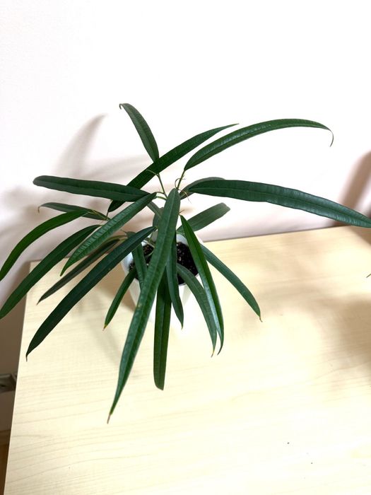 Фикус Али , укорененный