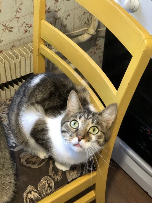 Котик 3 года бесплатно