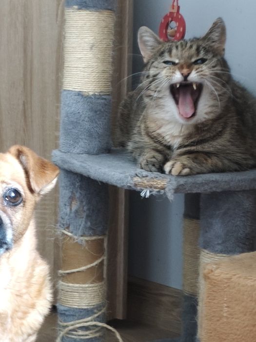 Cudowna kicia do adopcji