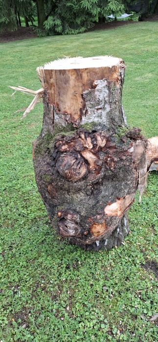 Czeczota brzozowa czeczot brzozowy