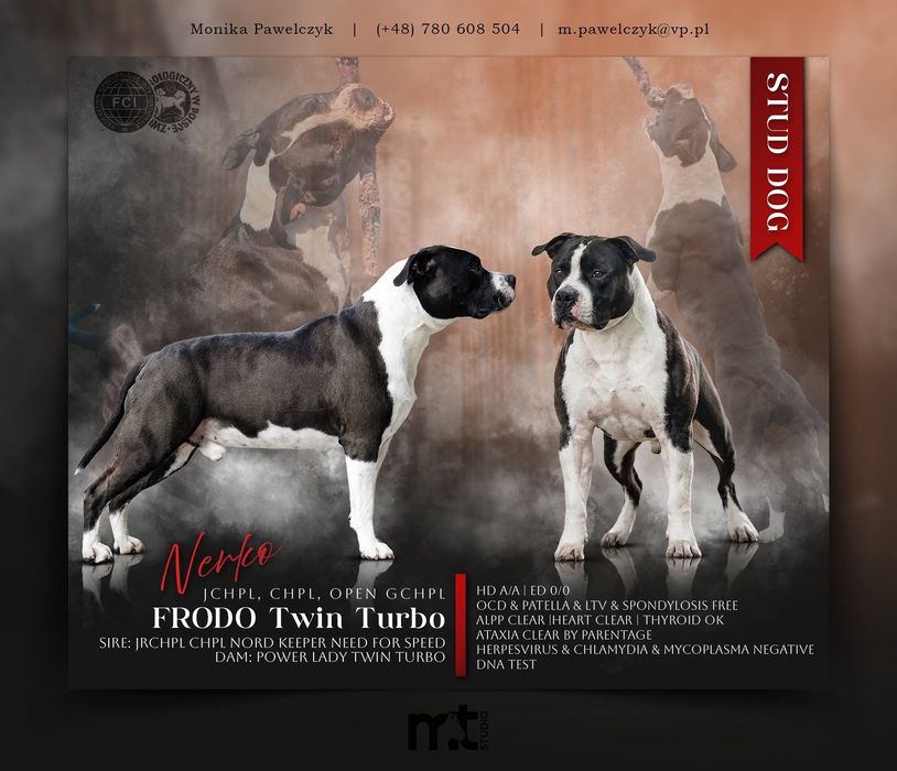 Reproduktor American Staffordshire Terrier