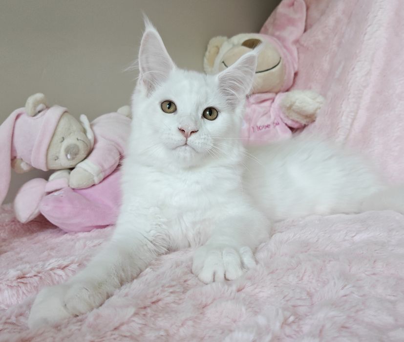 WIBO biały kocurek Maine Coon