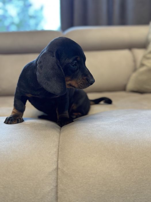 Jamnik krotkowlosy standardowy czarny podpalany pies piesek