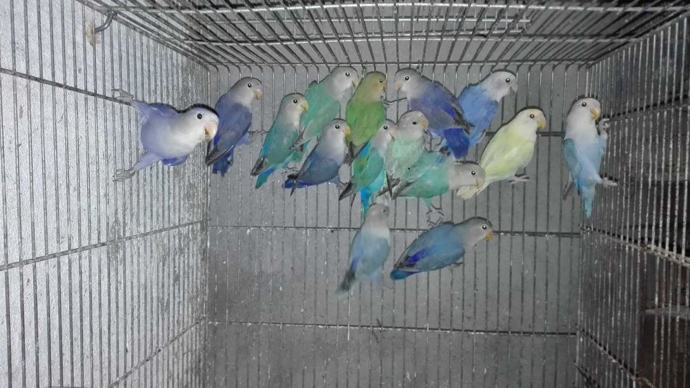 Rosicollis Agapornis