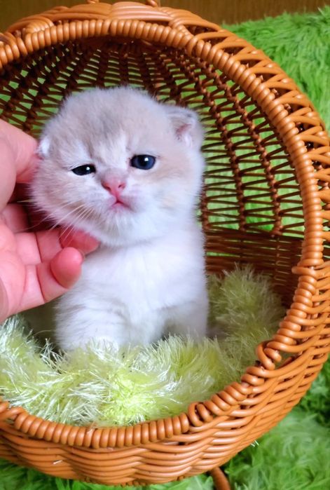 Нежные и ласковые малыши. Котята золотая шиншилла.