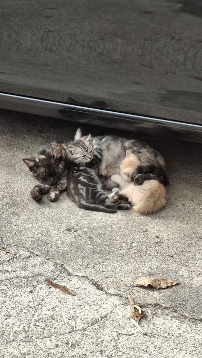 Dá-se gatinhos bebes