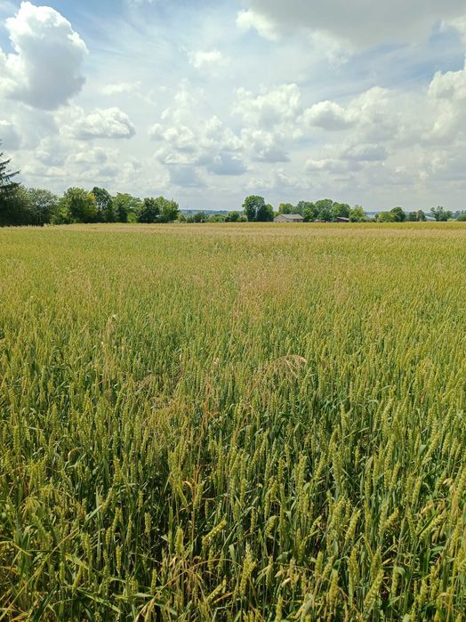 Działka budowlana w Depułtyczach Królewskich