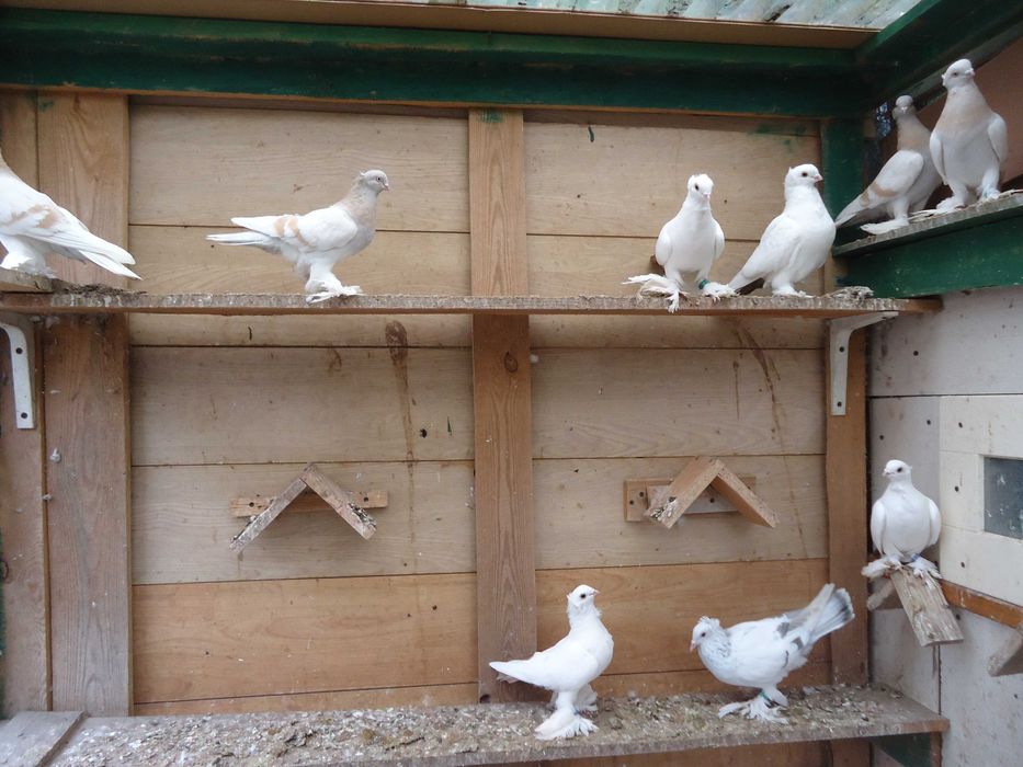 Dryiery czerwone, blauwindry i żałobnik perłowy