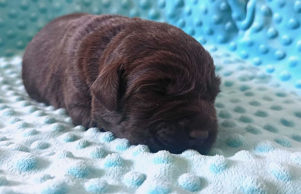 Labrador Retriever -rodowód ZKwP / FCI-   szczeniak czekoladowy