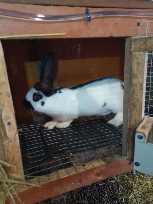 Німецький строкач