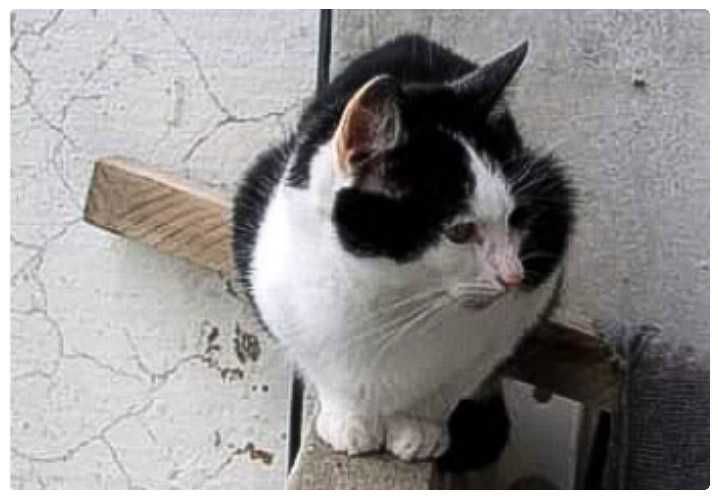 Загубився КІТ. Шукаю Котика.