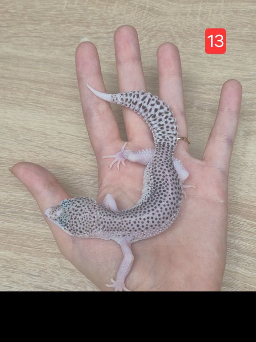 Młode samiczki - eublefary lamparcie, Total Eclipse