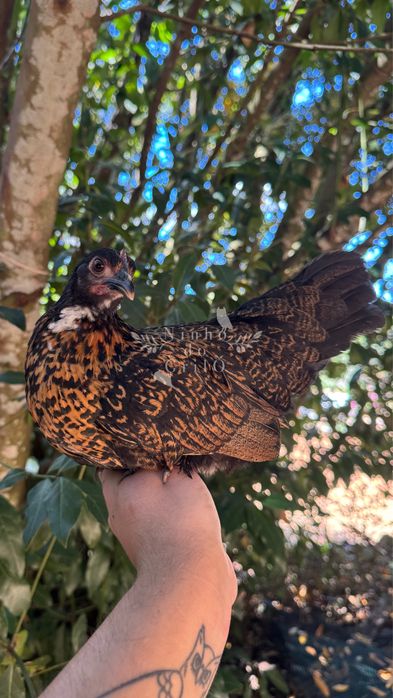 Galinhas ornamentais (Sebright, Sebright × Pekin)