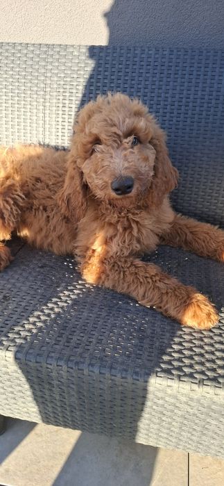 Goldendoodle f1b standard