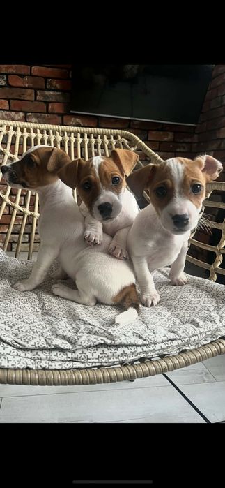 Jack russell terrier