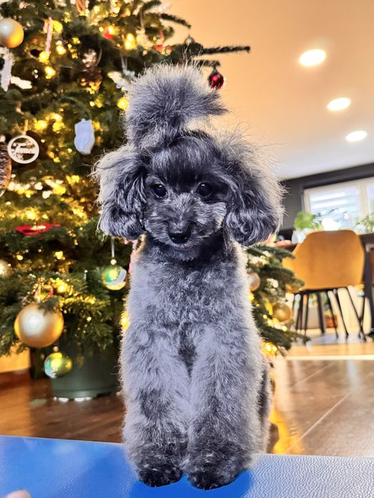 Pudel Toy chłopiec PHANTOM