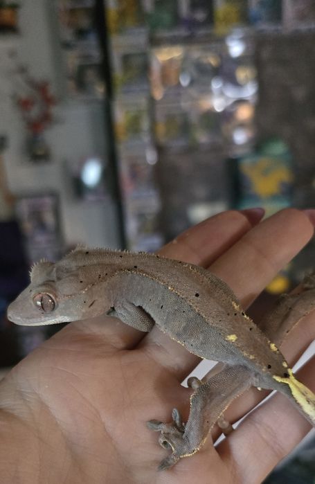 Zamienię gekony rozne