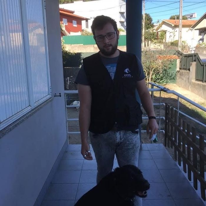 Treino educação canina