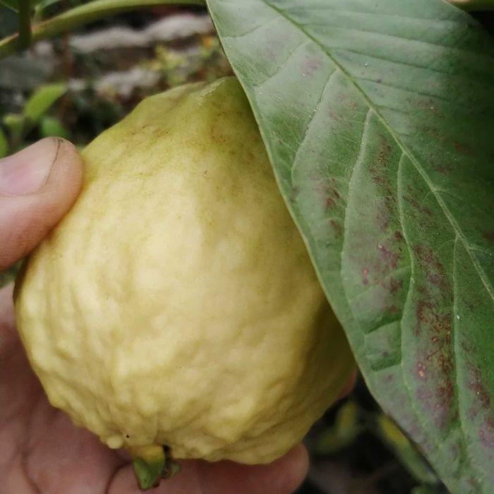 Sadzonka gujawy w doniczce 40 cm