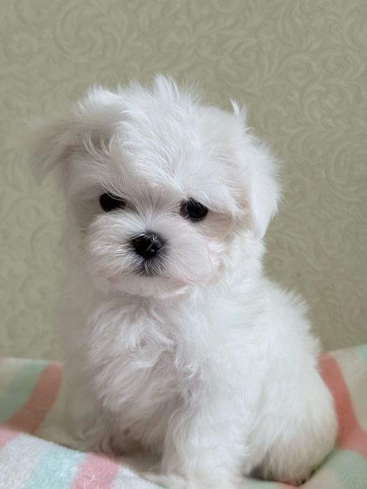 Мальтезе міні дівчинка