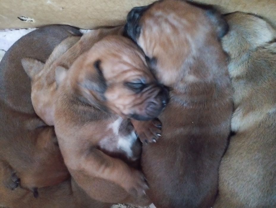 Стаффордширский терьер