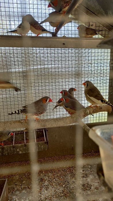 Diamantes  mandarins lote de 14 aves