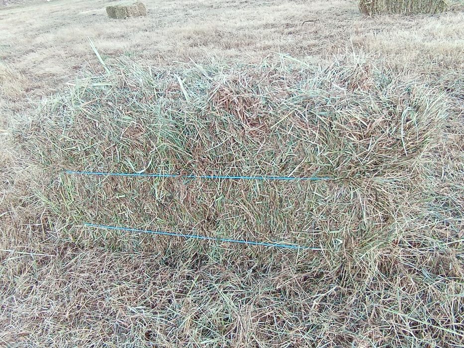 Feno muito bom. ótimo preço.