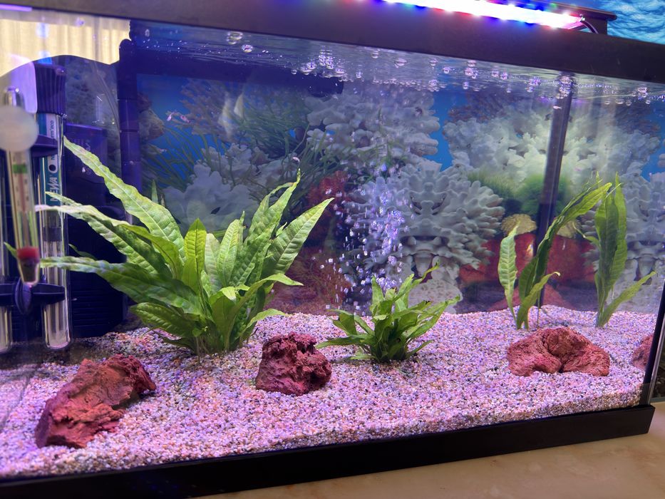 Aquário de 50 litros com equipamento novo, plantas e guppies bebés