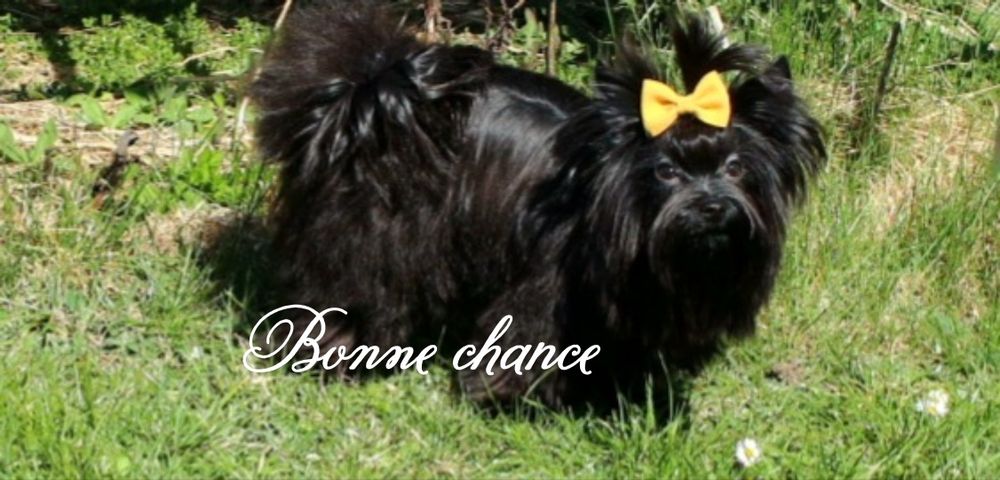Yorkshire terrier Black