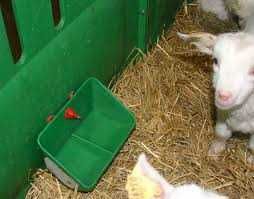 Korytko ścienne na pasze dla prosiąt