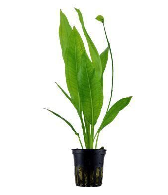 Plantas de  aquário