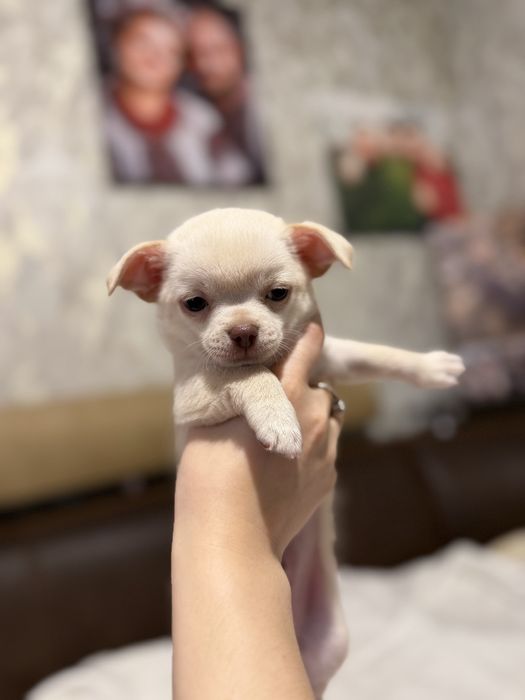 Продам чихуашок..