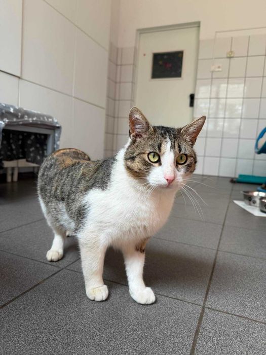 POCISK kot kocurek kochany adopcja schronisko