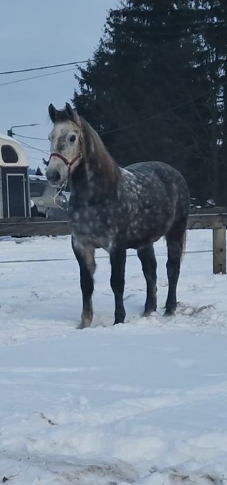 Wałach śląski sprzedam/zamienię